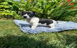 Jack Russell dogs for sale: 5 Available: Jack Russell Puppies. 2 Girls, 3 Boys - Image 24