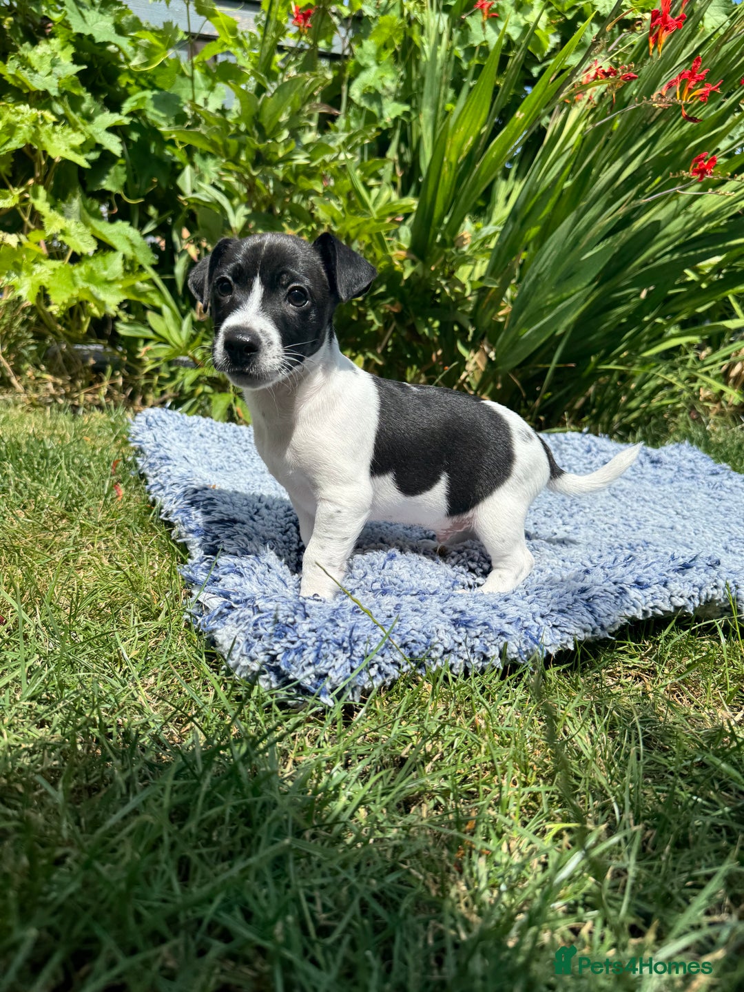 Jack Russell dogs for sale: 5 Available: Jack Russell Puppies. 2 Girls, 3 Boys - Image 24