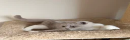 British Shorthair cats for sale: 🐾 Fawn British Shorthair  🐾 - Advert 6