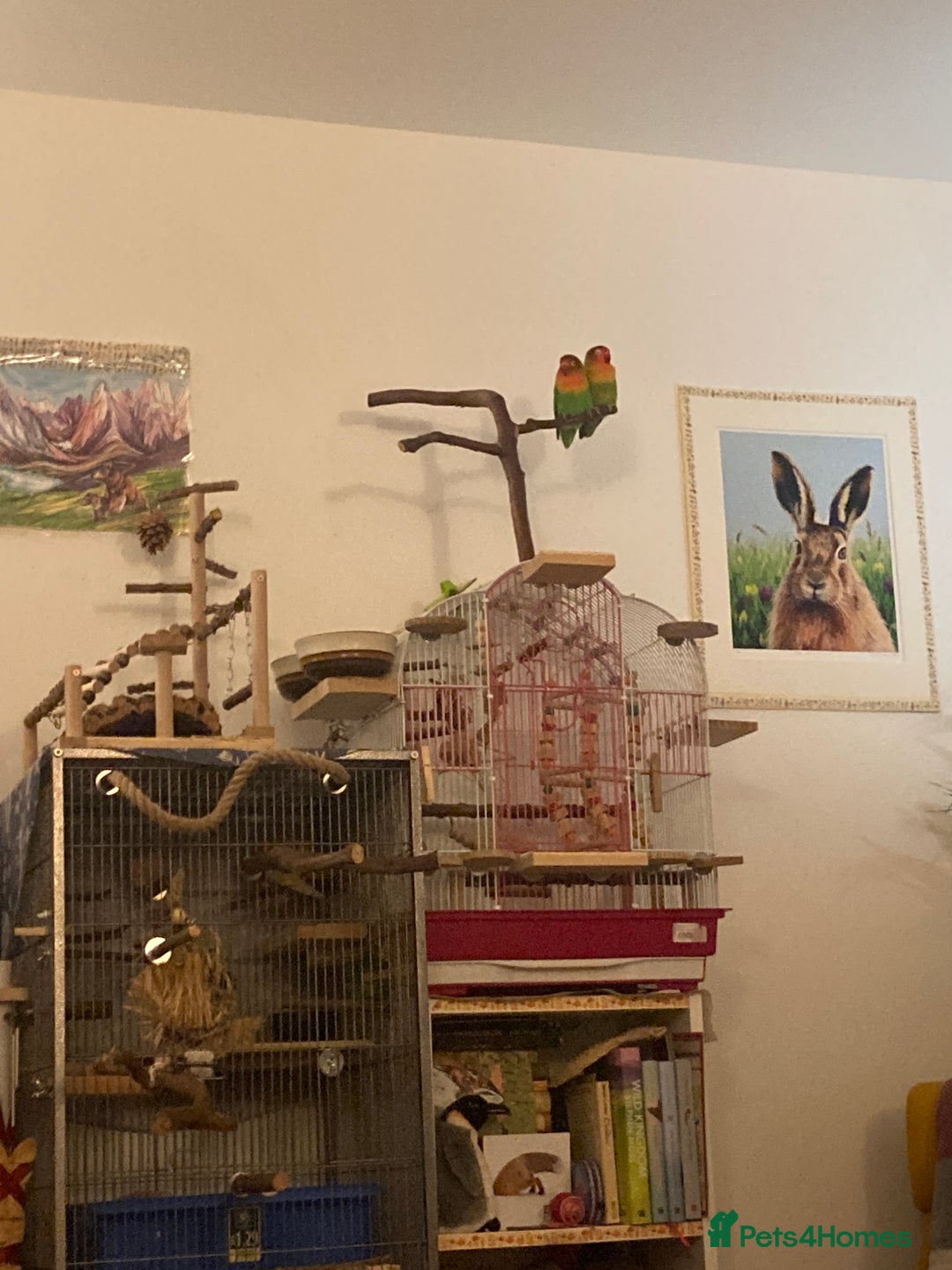 Lovebirds birds for sale: Lovebird Pair - Advert 3