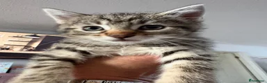Domestic Shorthair Kitten 6