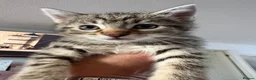 Domestic Shorthair cats for sale: 6 beautiful playful kittens - Advert 2