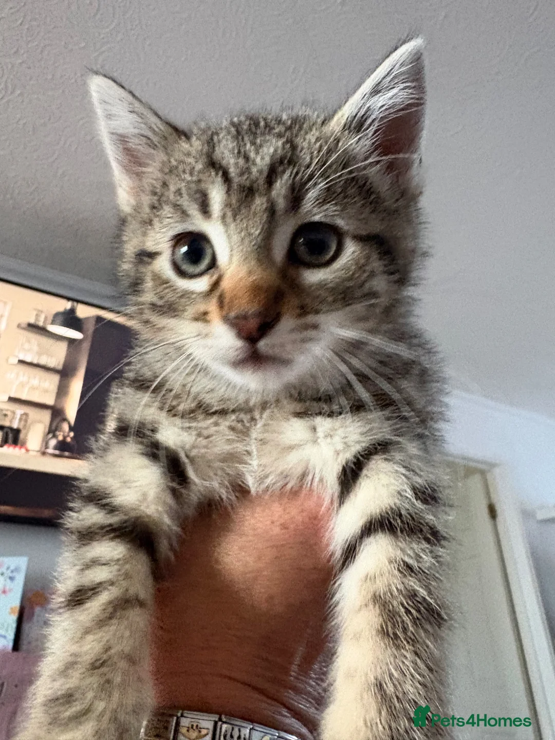 Domestic Shorthair cats for sale: 6 beautiful playful kittens - Advert 2