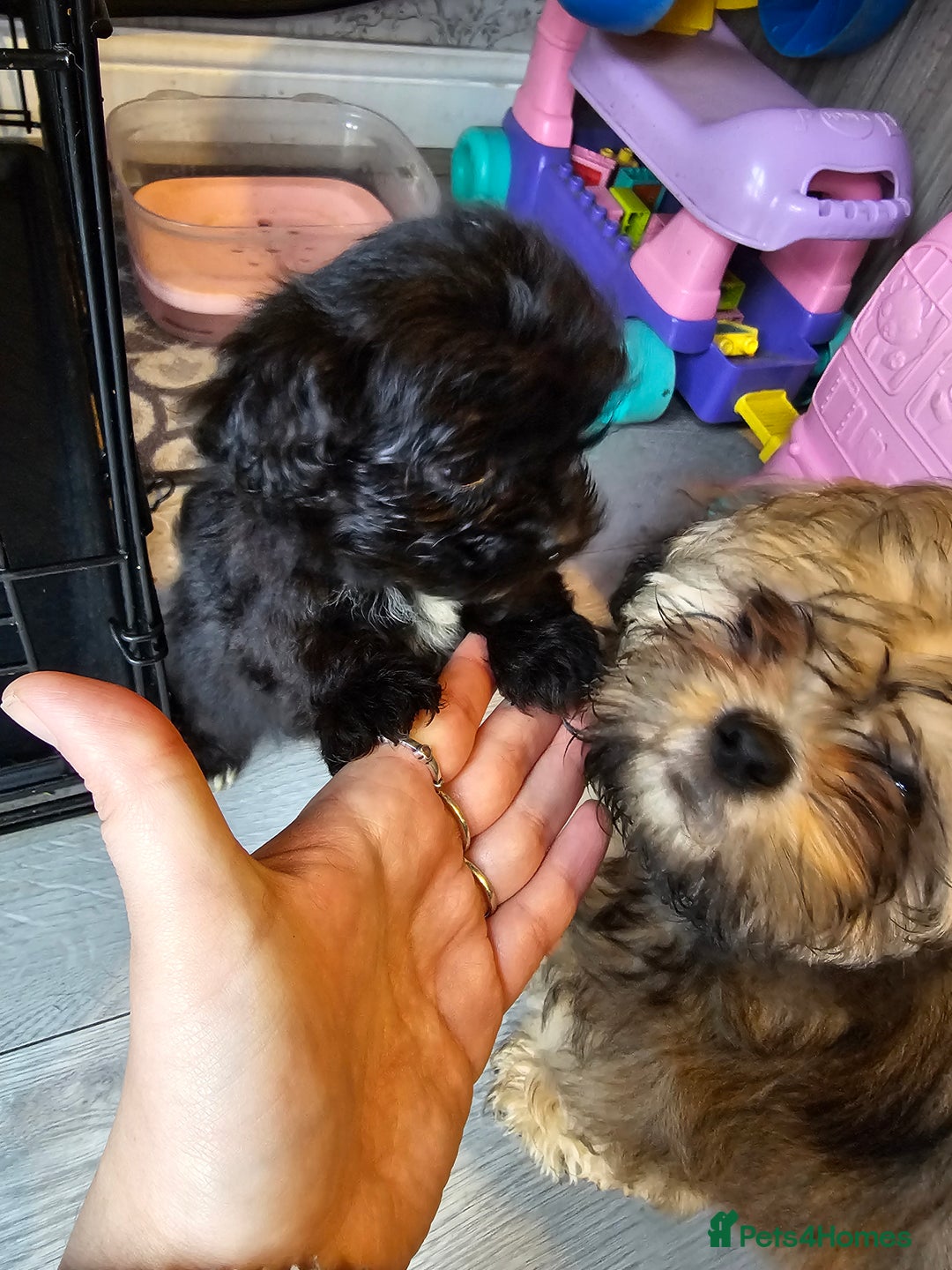 Shih Tzu dogs for sale: 2 female shih tzu  - Advert 3