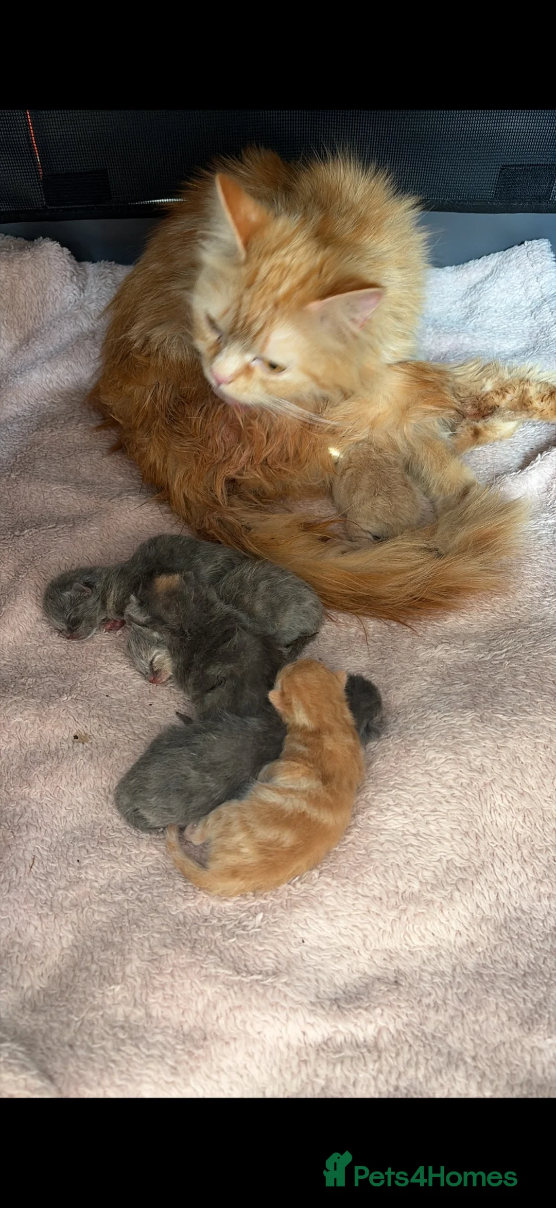 Scottish Fold cats for sale: Scottish fold x raggamuffin  - Advert 2