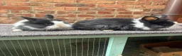 Lionhead rabbits for sale: Pure lionhead babies ready now!  - Advert 4