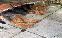 Welsh Terrier dogs for sale: Welsh Terrier - Image 5