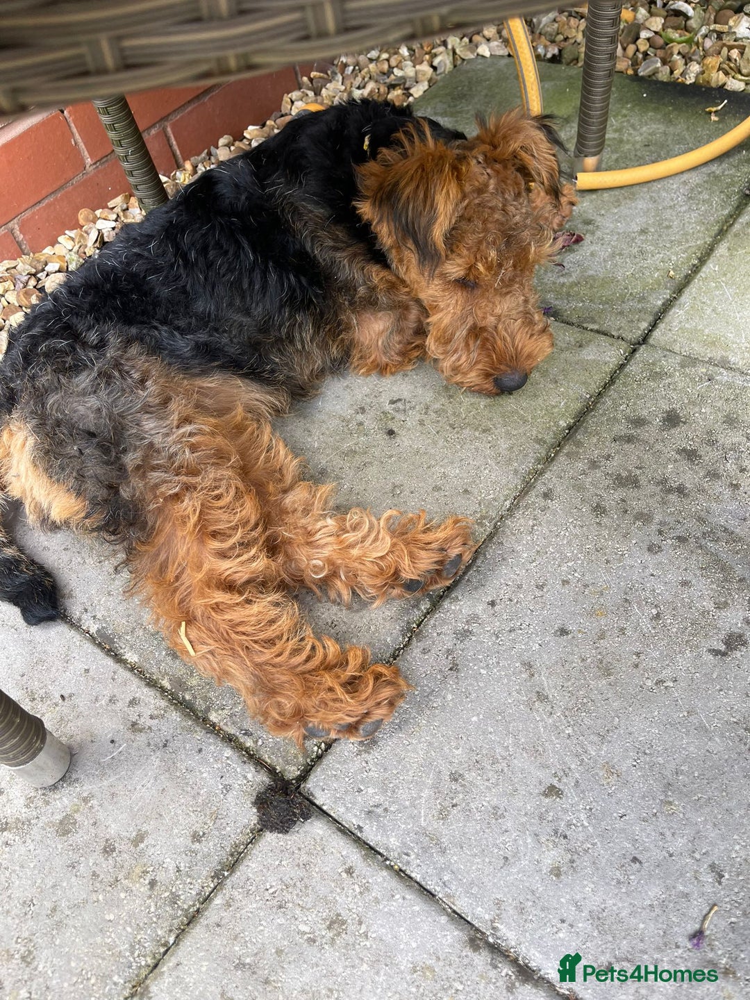 Welsh Terrier dogs for sale: Welsh Terrier - Image 5