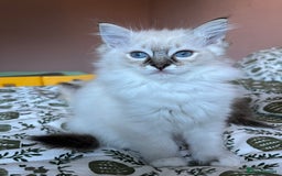Ragdoll cats for sale: Ragdoll Kittens - Image 2