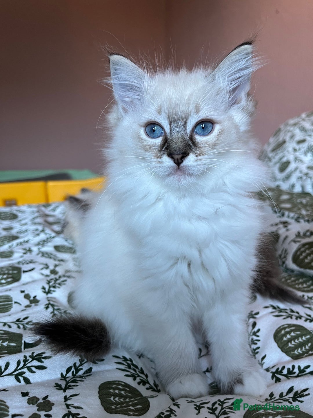 Ragdoll cats for sale: Ragdoll Kittens - Image 2