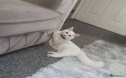 Turkish Angora cats for sale: Turkish angora female - Image 2