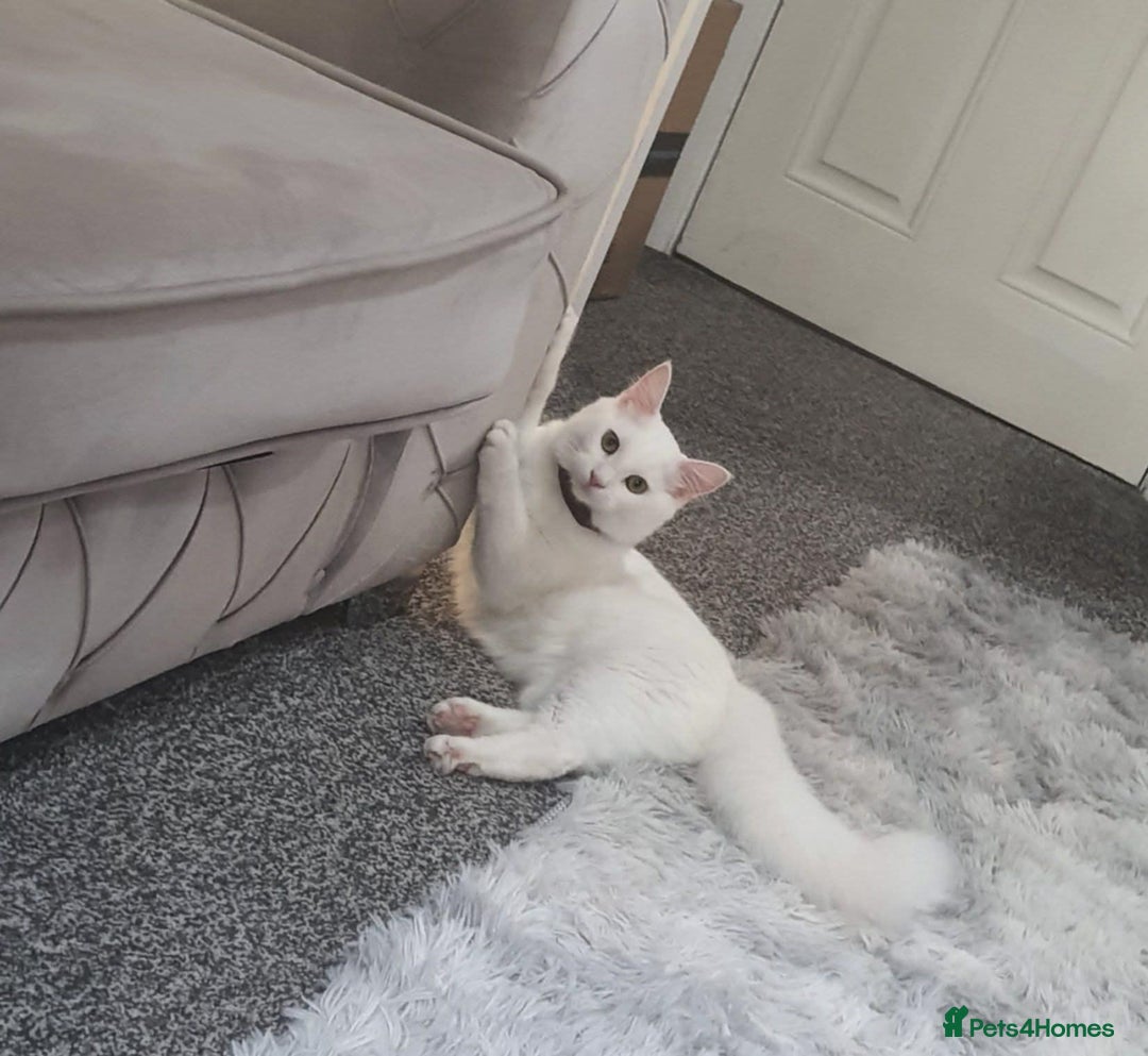 Turkish Angora cats for sale: Turkish angora female - Image 2