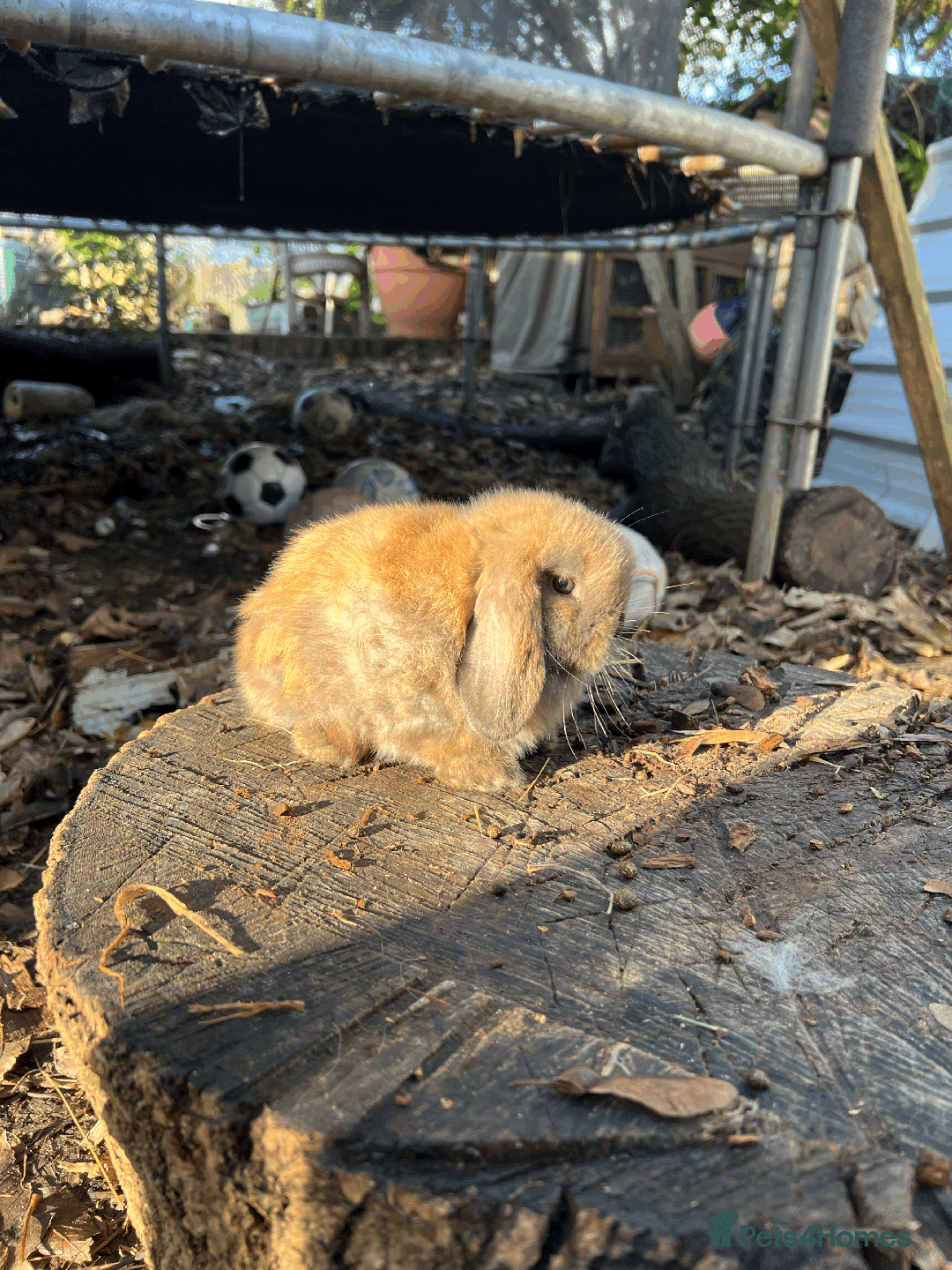 Mini Lop rabbits for sale: 100% Pure Family Bred Friendly Mini Lop Bunnies - Advert 4