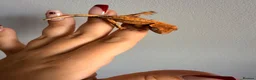 Gecko reptiles for sale: Baby crested gecko’s  - Advert 16