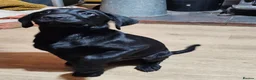 Labrador Retriever dogs for sale: Beautiful black lab boy puppy - Advert 3