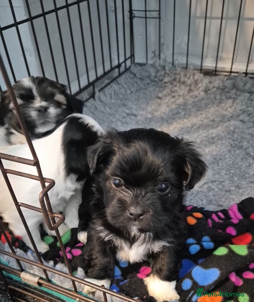 Lhasa Apso dogs for sale: Lhaso Apso Puppies  - Image 16