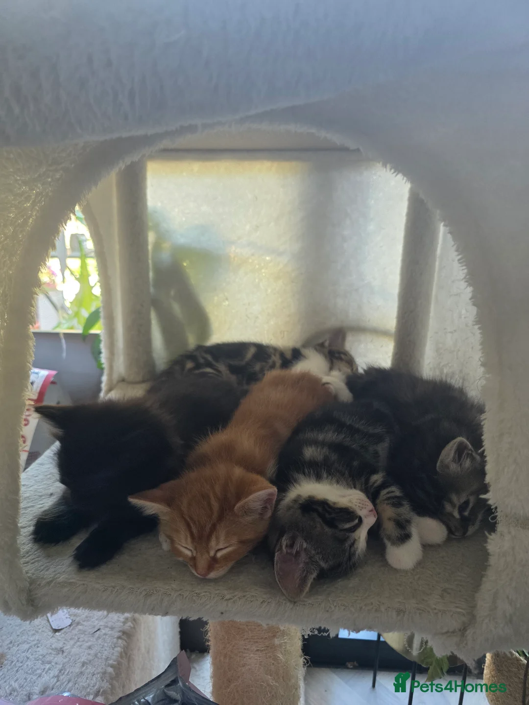 Siberian cats for sale: Hypoallergenic siberian long/shorthair kittens in London - Advert 2