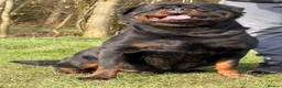 Rottweiler dogs for stud: Top quality health tested kc male German X serbian - Advert 3