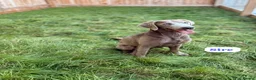 Labradoodle dogs for sale: ** RARE CHOC-PHANTOM & MERLE F2 LABRADOODLES ** - Advert 3