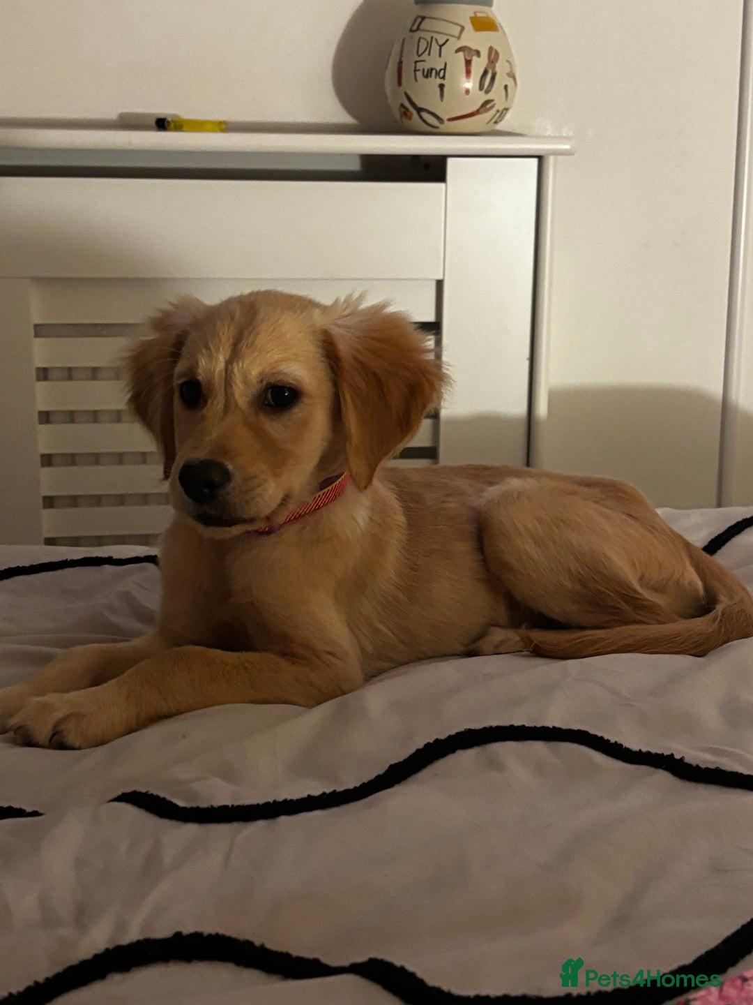 Golden Retriever dogs for sale: 7 month old golden retriever puppy  - Advert 7