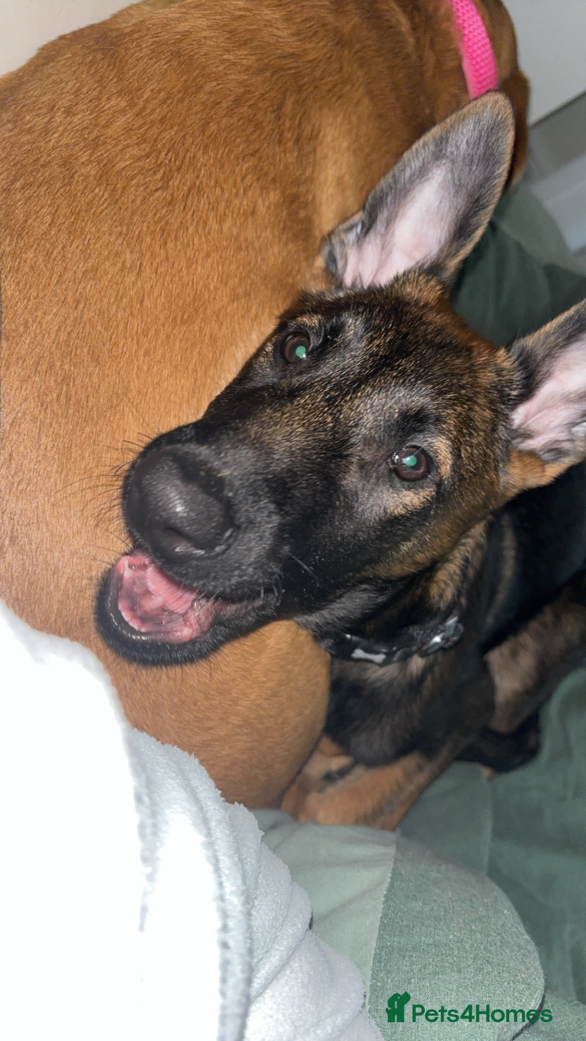 Belgian Shepherd Dog dogs Male for sale  - Advert 1