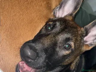 Belgian Shepherd Dog dogs Male for sale - Advert 6