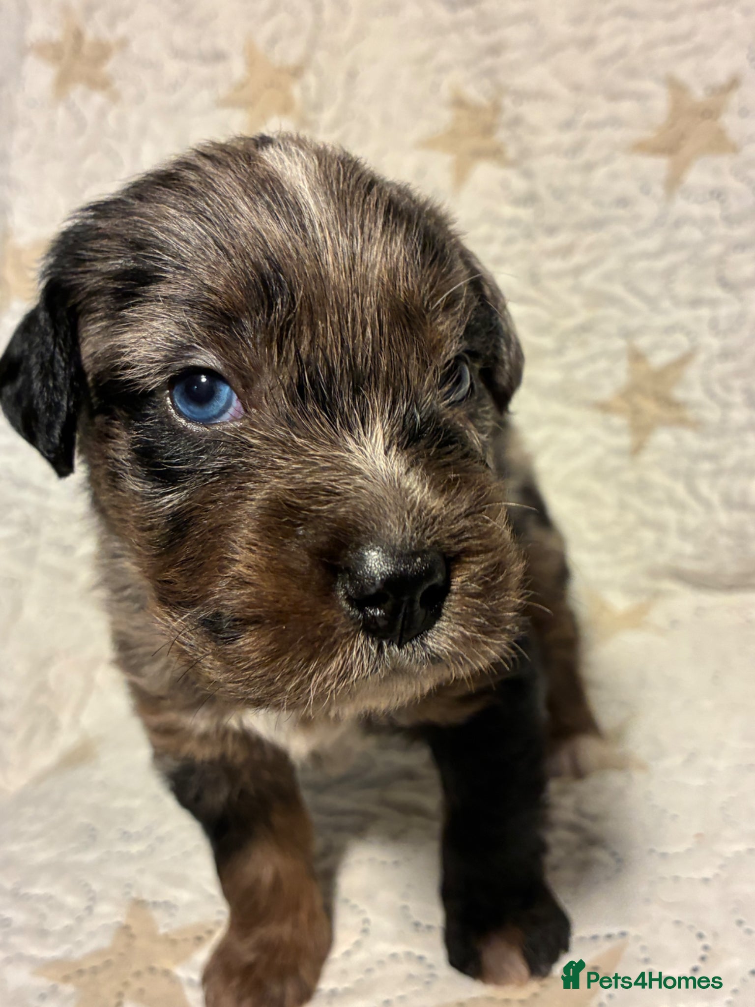 Mixed Breed dogs Staffypoo’s - Advert 1