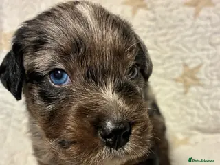 Mixed Breed dogs Staffypoo’s - Advert 1