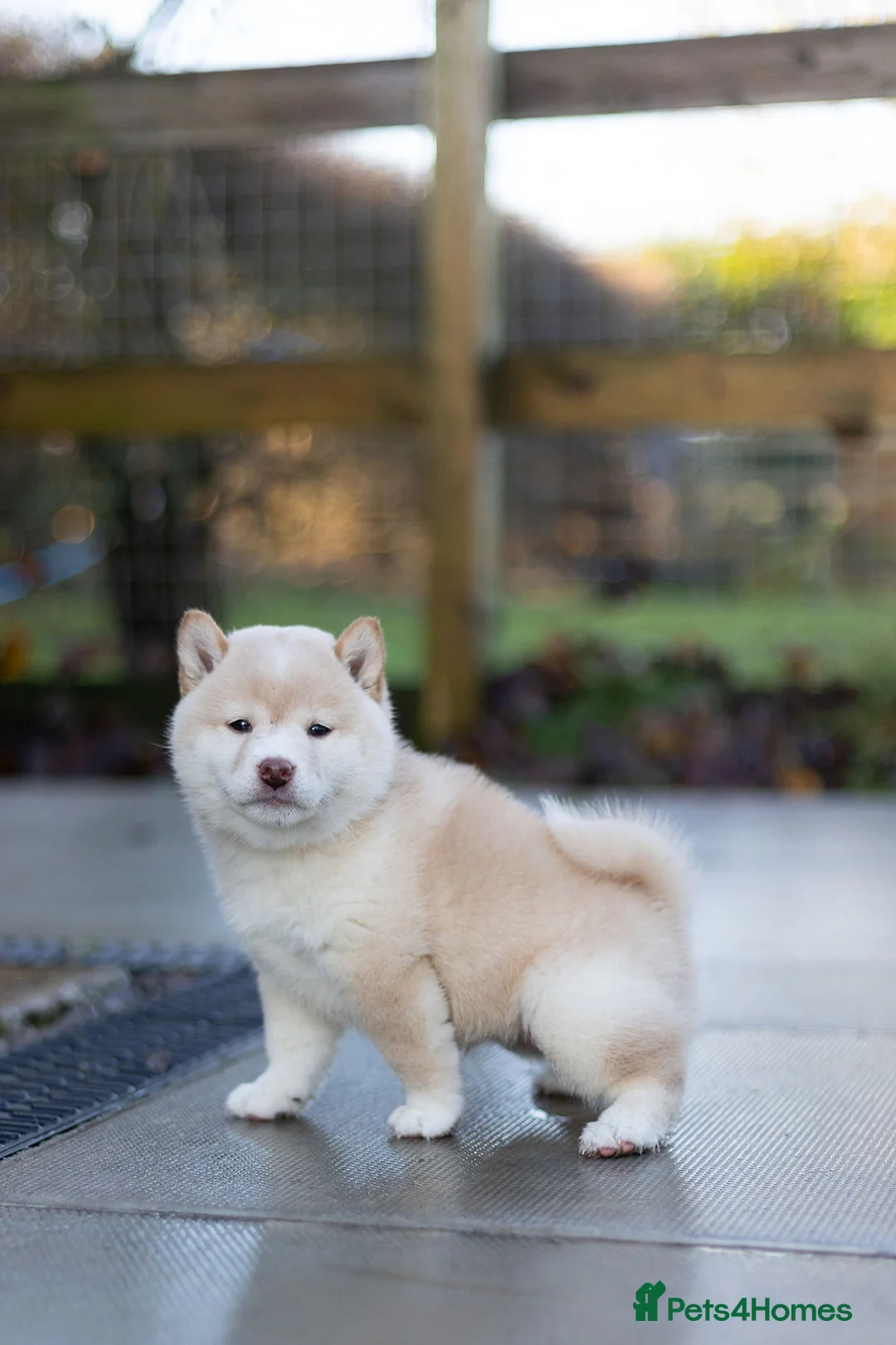 Japanese Shiba Inu dogs for sale: ❤️ Fall in Love with a Shiba Girl — Reduced Price - Advert 22