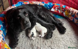Cocker Spaniel dogs for sale:  2 Beautiful working cocker spaniel pups for sale. - Image 13