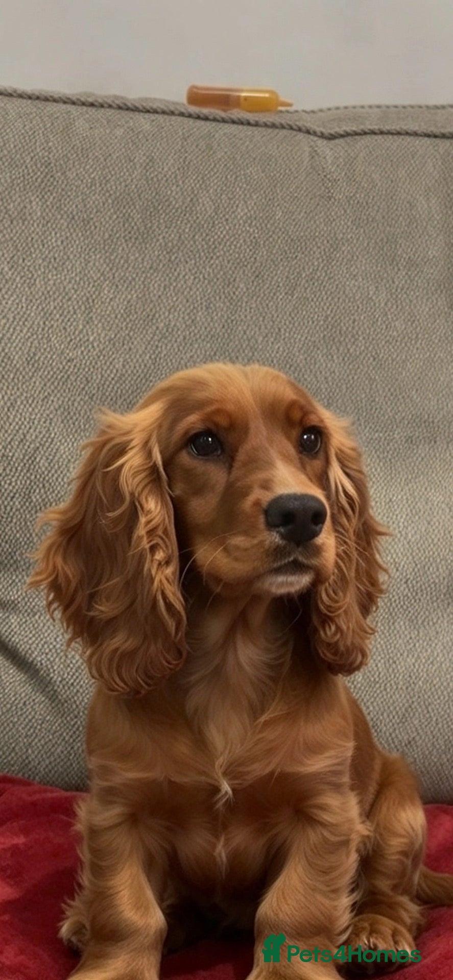 Poochon dogs Beautiful cockapoo puppies  - Advert 1