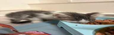British Longhair 2