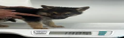 German Shepherd dogs for sale: German shepherd puppies  - Advert 6