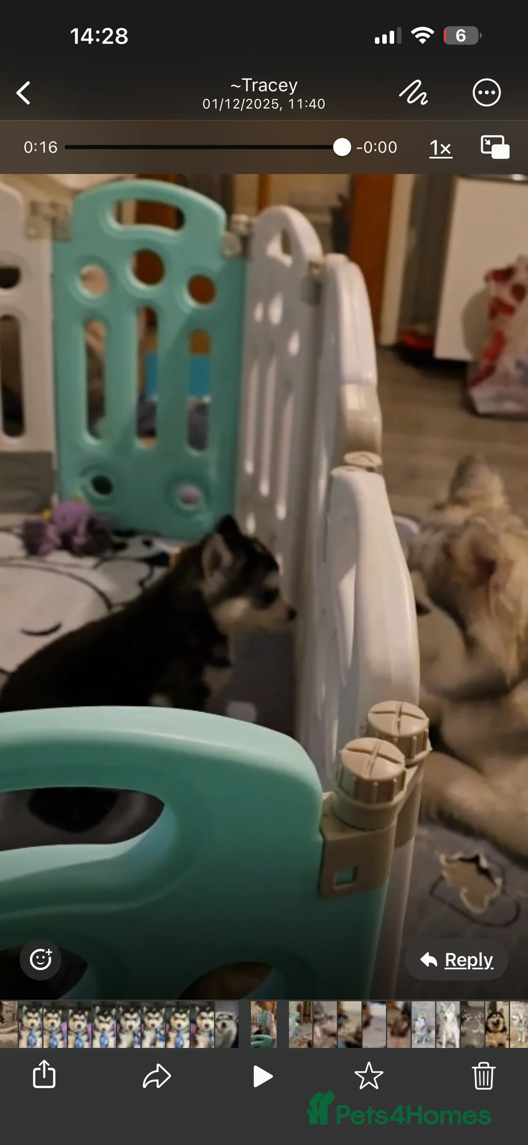 Siberian Husky dogs for sale: Pedigree Siberian husky for sale  - Advert 6