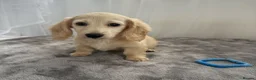 Miniature Dachshund dogs for sale: Beautiful long coat puppies ready now - Advert 26