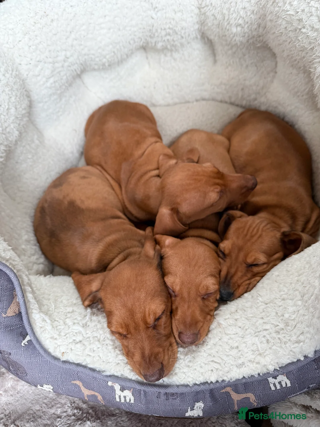 Dachshund dogs for sale: Dachshund puppies 🐾 - Advert 5