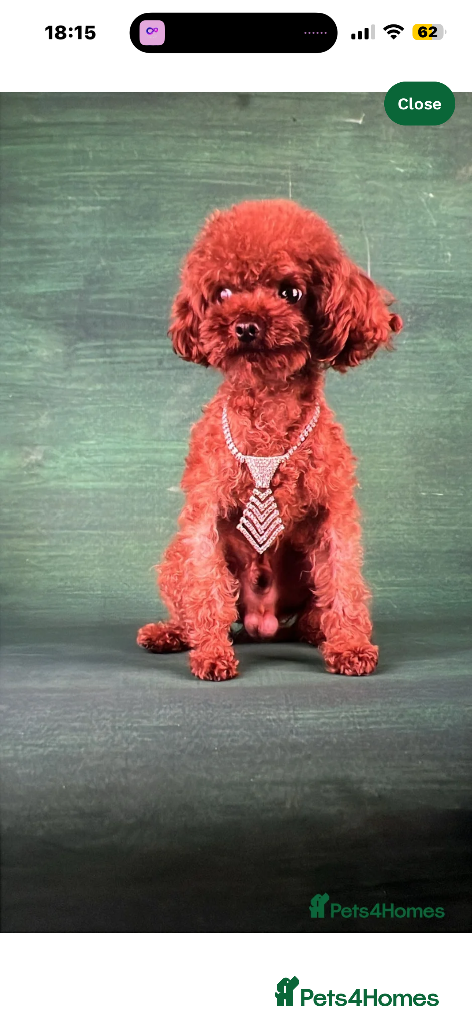Toy Poodle dogs for sale: Asian Poodle Puppies WAITING LIST OPEN - Advert 30