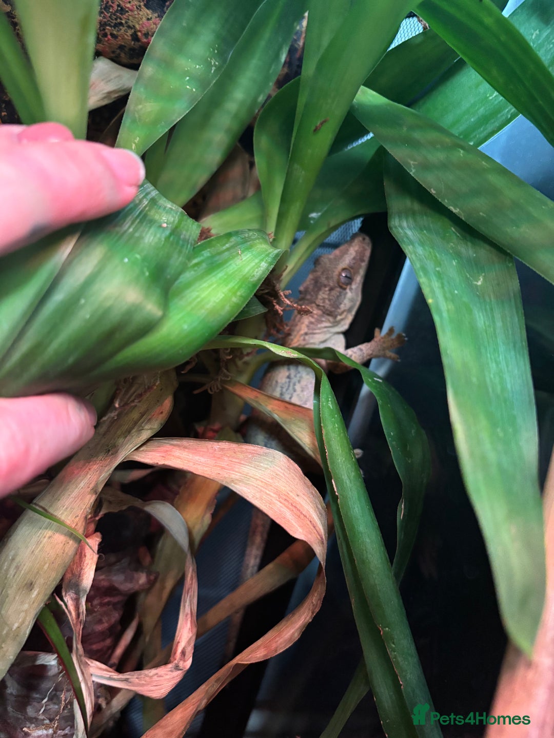 Gecko reptiles for sale: 3 proven breeders gargoyles  - Image 1