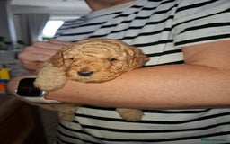 Cavapoo dogs for sale: Amazing Cavapoo's 🐶❤️ - Image 1