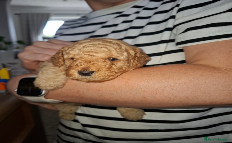Cavapoo dogs - Advert 13