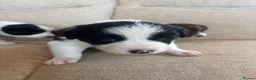 Border Collie dogs for sale: Beautiful Border Collie Puppies - Advert 3