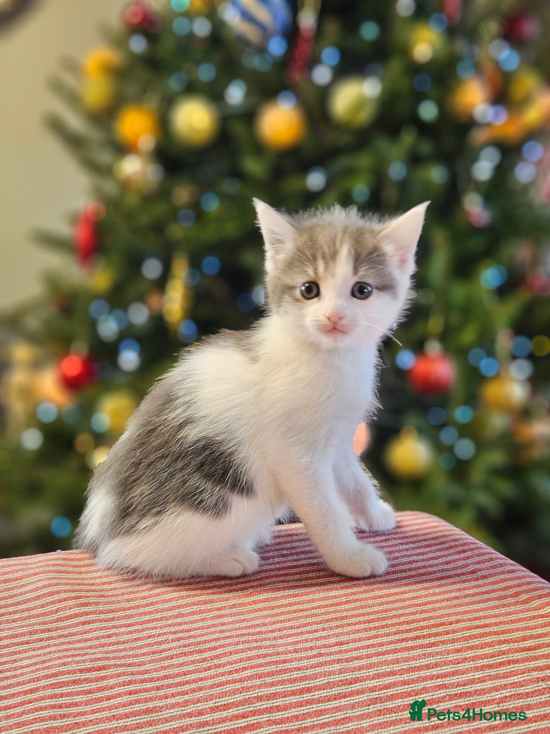 Maine Coon cats for sale: Adorable Maine Coon cross litter for sale - Advert 23