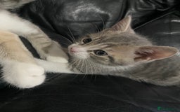 British Shorthair cats for sale: Brittish Shorthair Crossbreed Kittens  - Image 8