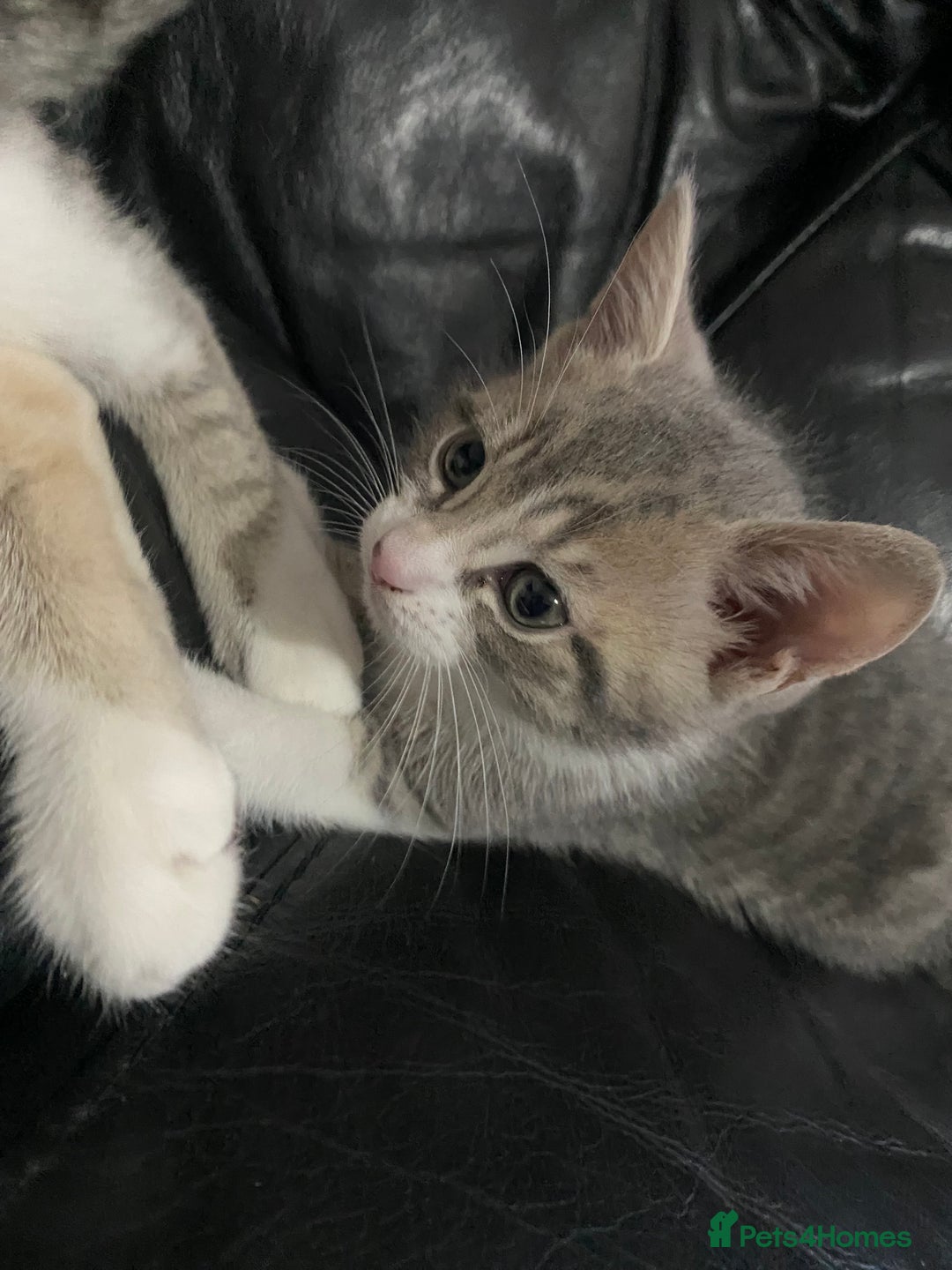 British Shorthair cats for sale: Brittish Shorthair Crossbreed Kittens  - Image 8