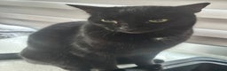 Domestic Shorthair cats for sale: 2 lovely brothers need a loving home  - Advert 5