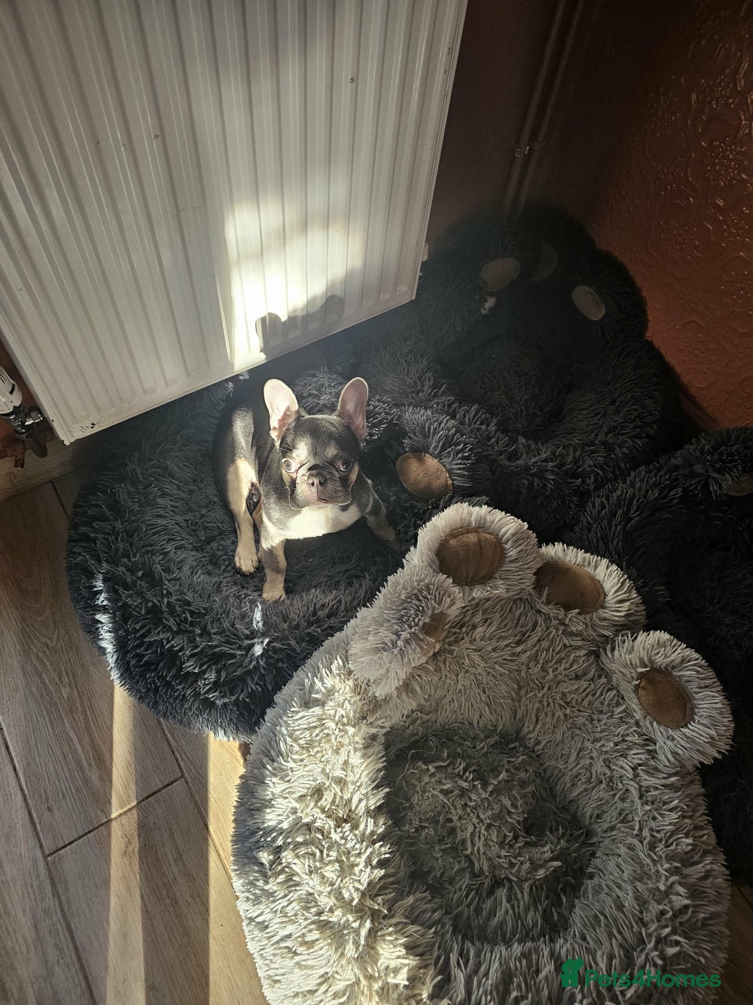 French Bulldog dogs for sale: 6 Month Old French Bulldog Looking for a Home - Advert 2