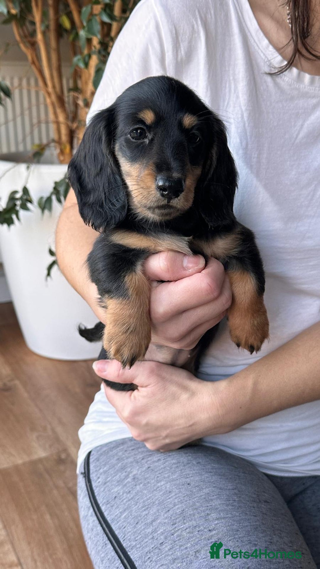 Miniature Dachshund dogs for sale: Miniature long haired female - Advert 6