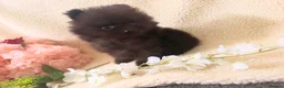 Pomeranian dogs for sale: Teddy bear Pomeranian  **  fluffy Poms  - Advert 5