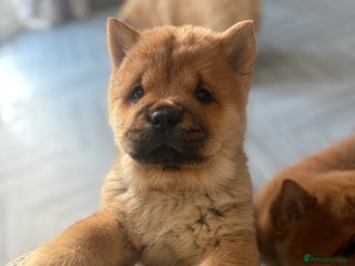 Chow Chow dogs Chow Chow Puppies - Advert 1