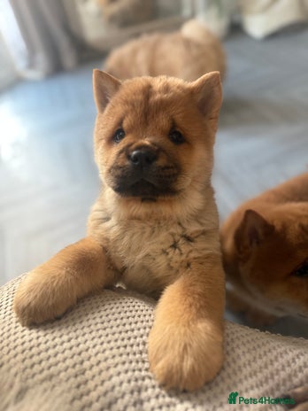 Chow Chow dogs Chow Chow Puppies - Advert 1